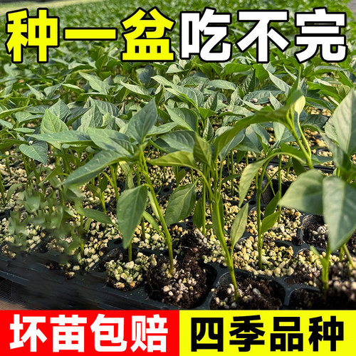 【抗病高产】四季高产小米辣种子