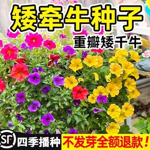 矮生牵牛花种子混色盆栽春开花易活室外室内阳台孑喇叭花种籽