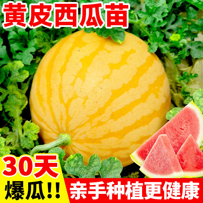 黄皮西瓜种无籽西瓜种籽盆栽四季超甜西瓜苗种孑8424秧苗甜瓜种子