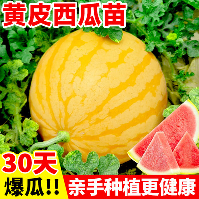 【皮薄如纸】黄皮西瓜种无籽高产