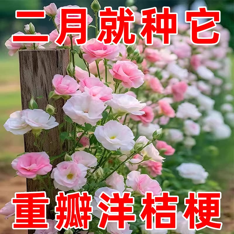 【四季开花】重瓣洋桔梗花种子图片