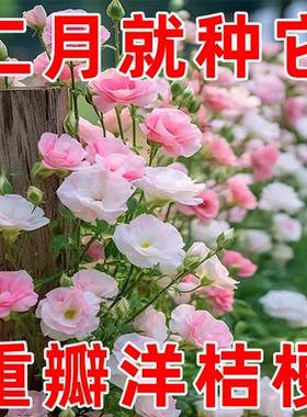 【四季开花】重瓣洋桔梗花种子