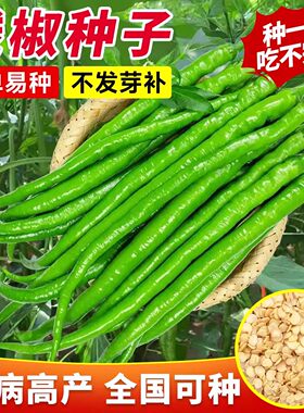【抗病高产】香辣特长线椒种子
