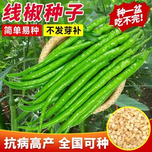 特长线椒辣椒种子香辣二荆条种籽抗病高产薄皮菜农老品种蔬菜种子