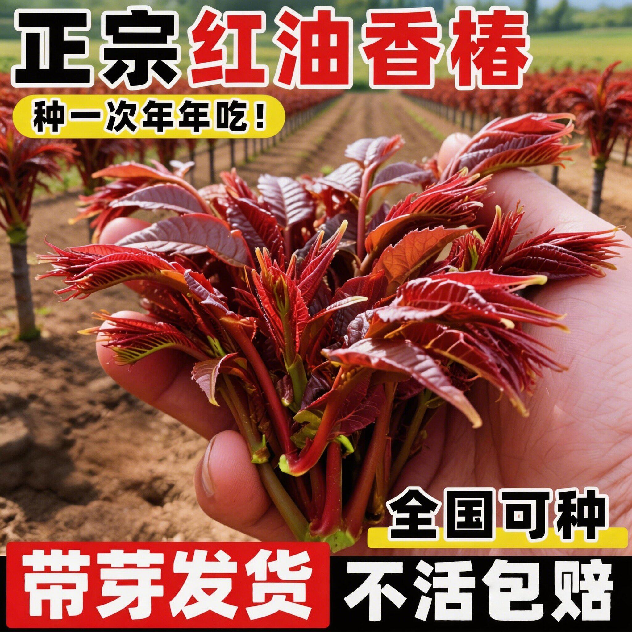 正宗红油香椿苗地栽矮化食用香椿树蔬菜种苗北方种植果树果苗盆栽