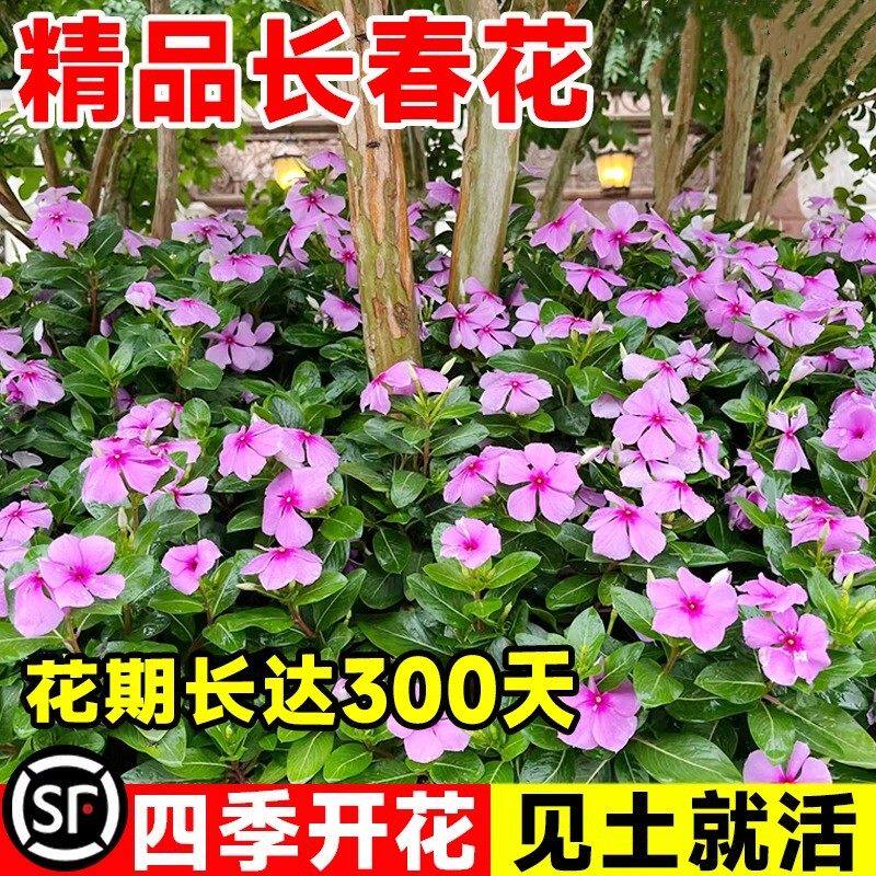 长春花种子野花组合太阳花种籽庭院景观花海草坪好养播种开花易活