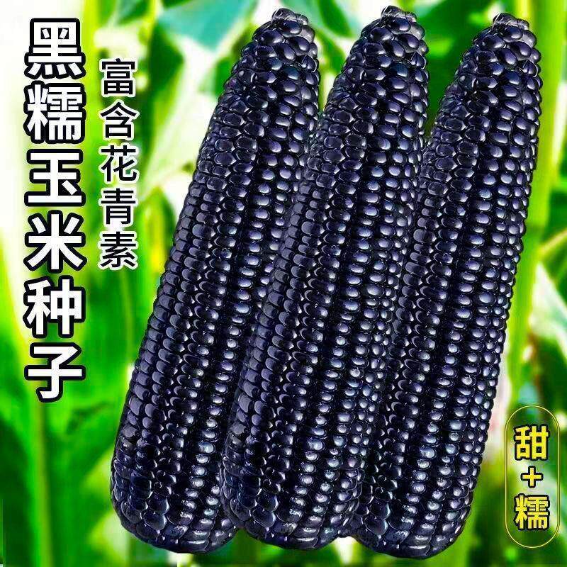 【又甜又糯】高产黑糯玉米种子