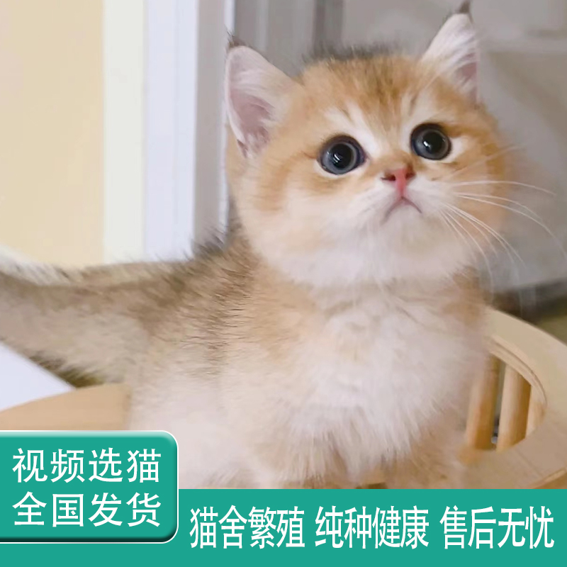 纯种金渐层幼猫英国短毛矮脚猫幼崽可爱包子脸英短猫活体宠物猫咪