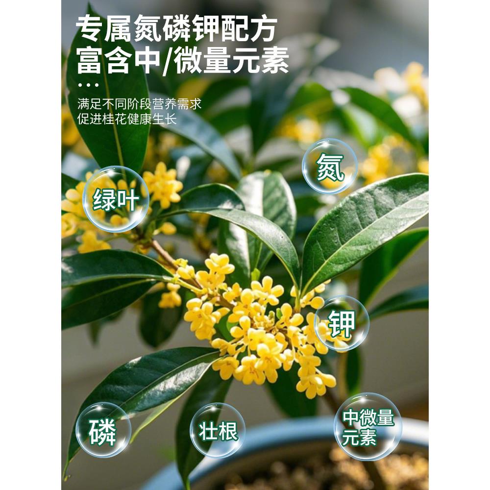 桂花树专用营养液肥盆栽桂花树肥料促花专用肥爆花开花专用肥