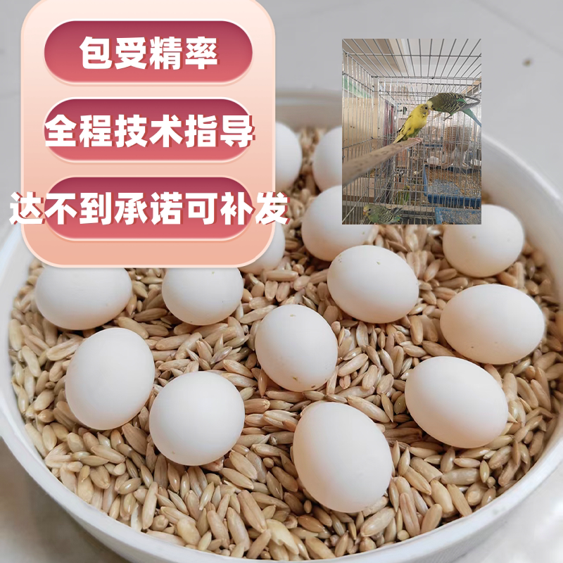 虎皮鹦鹉蛋受精蛋人工孵化鸟蛋当天新鲜技术指导包受精率破损包赔