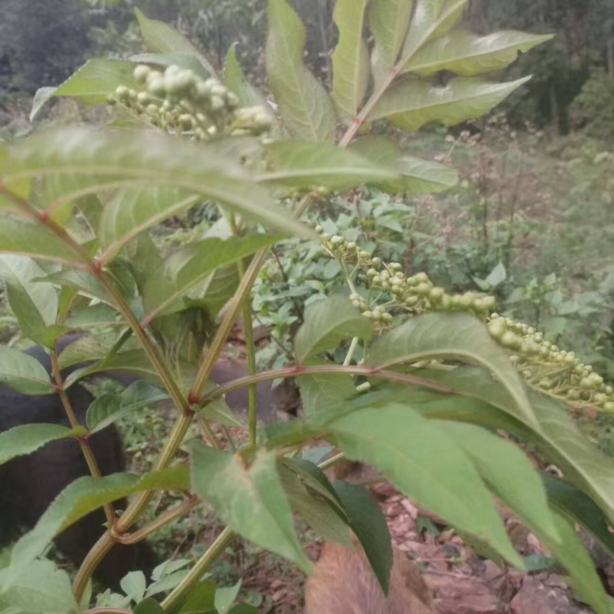 接骨草新鲜陆英四川深山排风藤八棱麻大臭草秧心草小接骨丹中草药