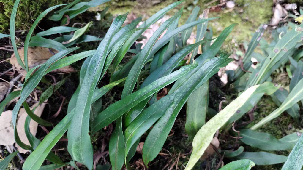 云南化石草长白山肾精草肾精茶小叶化石草中药材新货包中药材正品