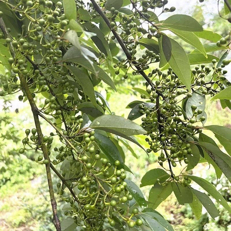 新鲜木姜子野生干山胡椒现摘现发木酱子木江子山苍子调味料包邮