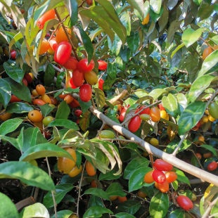 云南中药材胡颓子根 胡秃子 羊奶子 贯榨根 胡颓子鲜根干货包邮