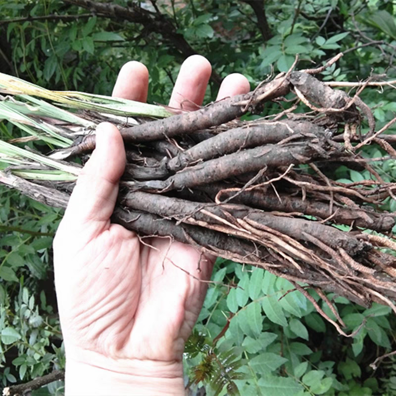 食用仙茅草根 泡酒中药材新鲜独脚仙茅苗地棕根独角仙矛500克包邮