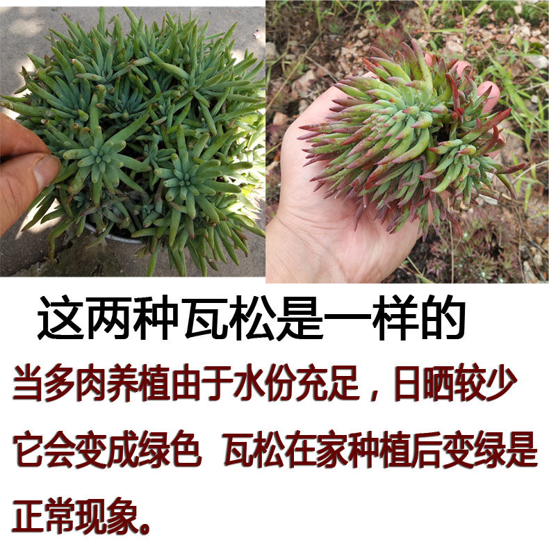 瓦松多肉植物种植盆栽仙女杯四季成活向h天草向天松瓦上松野生皮