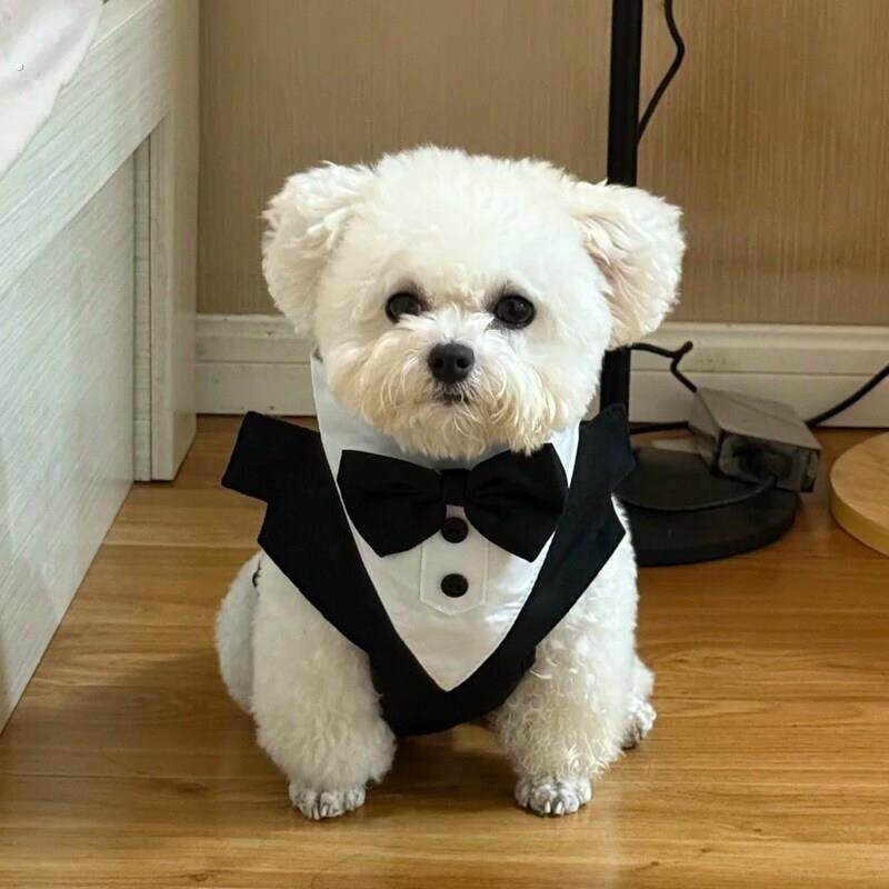 狗狗婚礼衣服小型犬西装礼服宠物胸抱婴袋牵引绳背心式结婚拍照道