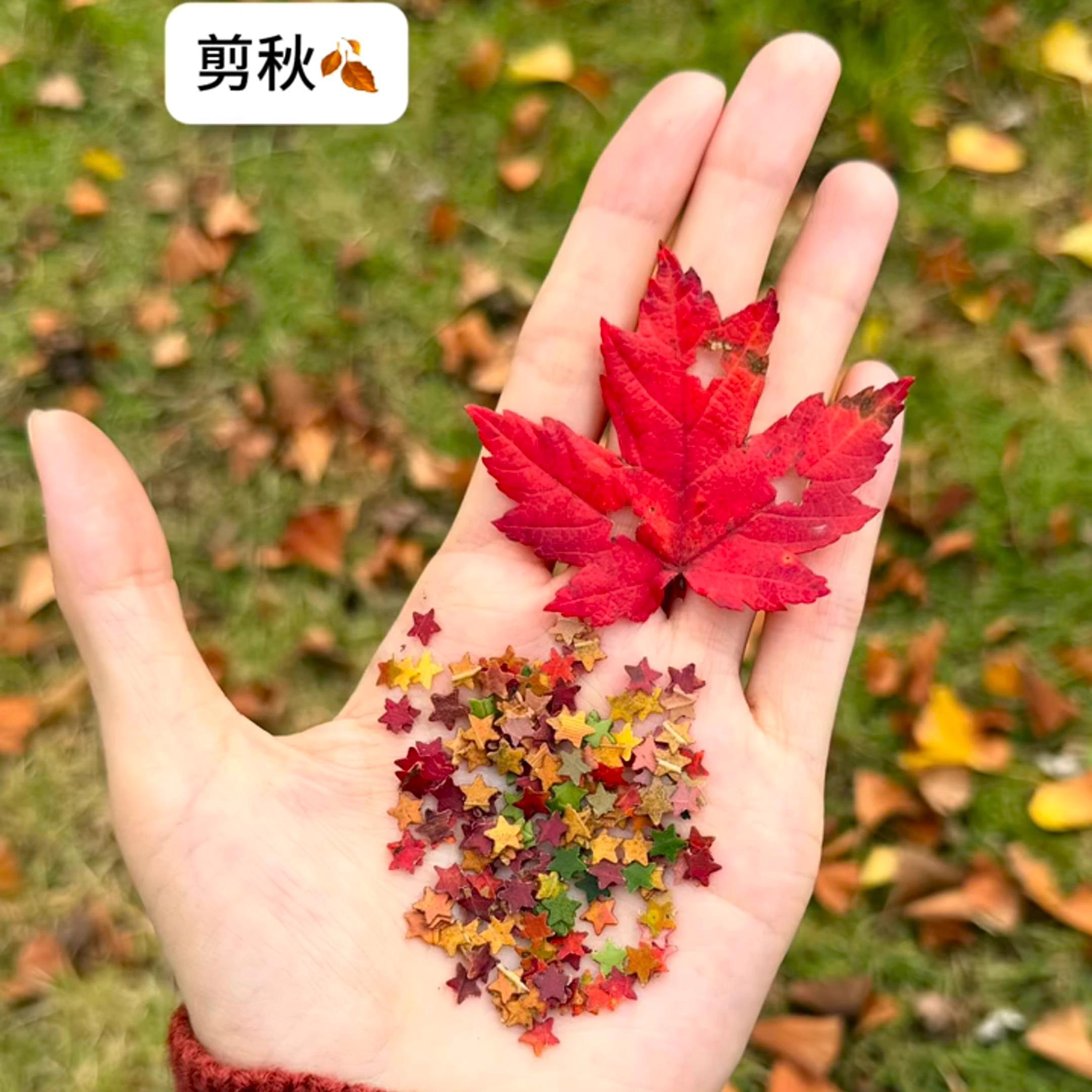 【定格秋天】剪秋树叶星