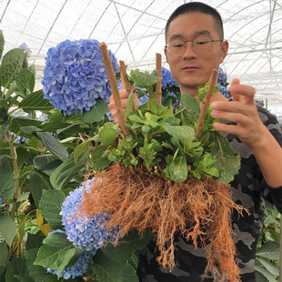 绣球花苗超特大老桩苗盆栽阳台庭院植物四季 花卉无尽夏八仙花耐寒