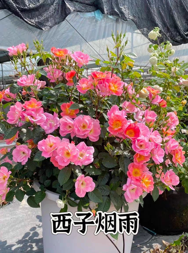西子烟雨月季根接苗 抗病耐热 勤花浓香粉色庭院阳台盆栽玫瑰花苗