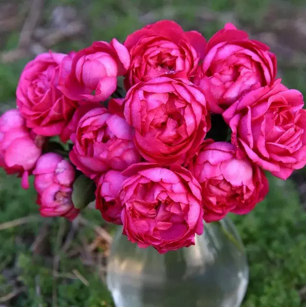 新品/伊芙胭脂香水月季 灌木浓香切花盆栽玫瑰大花阳台庭院花地栽