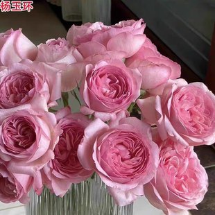 杨玉环月季根接苗灌木勤花浓香粉色庭院阳台盆栽四季开花玫瑰花苗
