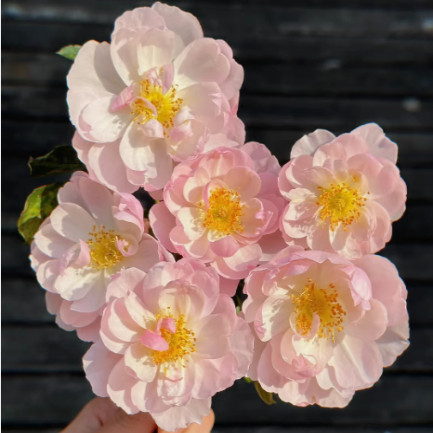 斯卡布罗集市月季 奥斯汀灌木勤花丰花抗病 阳台庭院盆栽,鲜花速递/花卉仿真/绿植园艺,月季/蔷薇/玫瑰,淘宝优惠券,粉丝福利购,淘宝优惠卷