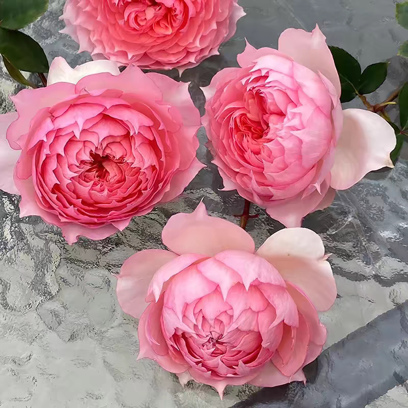 新品莫妮卡戴维法国玫瑰月季花苗庭院强香勤花四季植物耐寒花苗