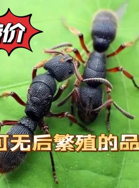 红足穴猛蚁无后繁殖品种
