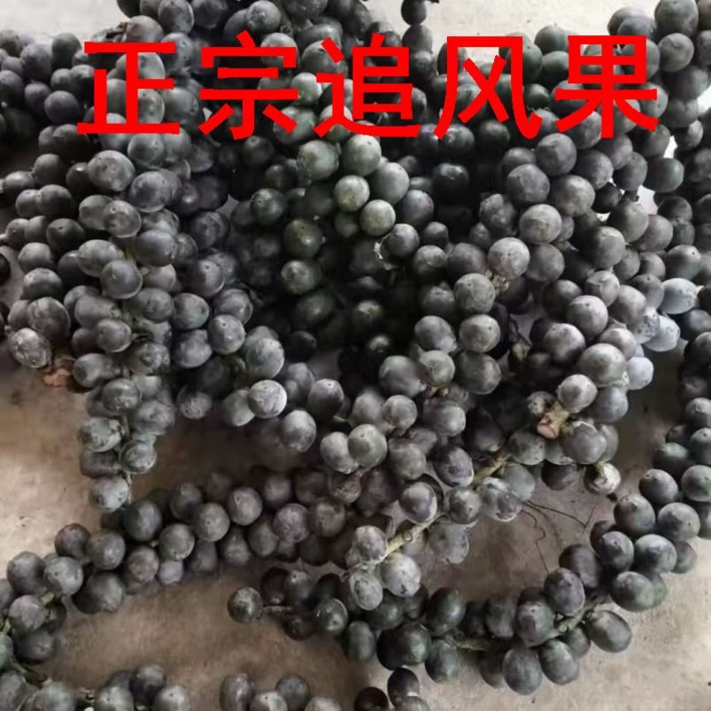 追风果正宗越南泡酒鲜果大果刺虎