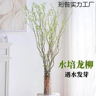 龙柳鲜枝水养懒人水培植物水里养的花落地易成活高端客摆四季绿植