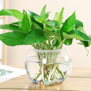 水培植物玻璃瓶 綠蘿花瓶花盆玻璃圓球水養(yǎng)魚缸器皿容器送定制欄