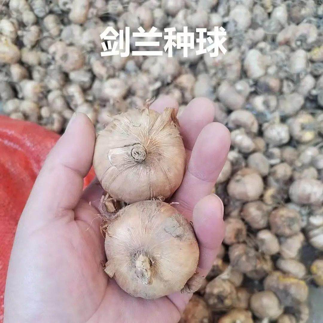【FUG下单立减0】香水院剑兰花球混5色唐菖蒲庭阳台盆栽花种卉绿