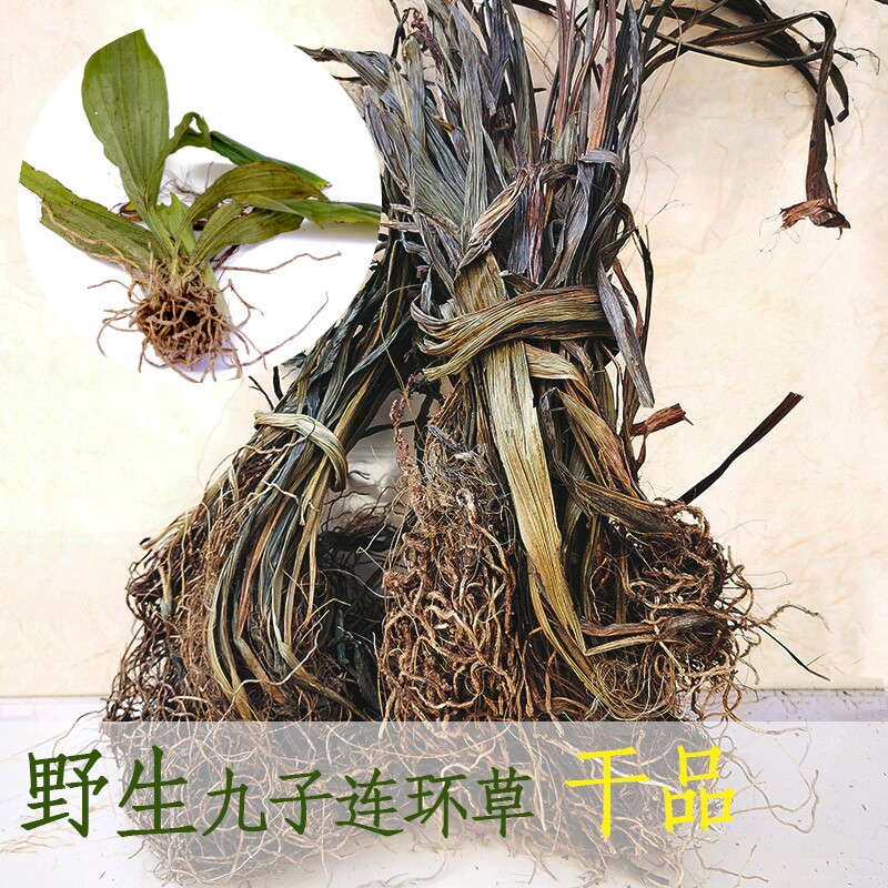 贵州地产九子连环草包邮中草药材珠串珠 夜白鸡硬九头狮子草