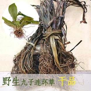 贵州地产九子连环草包邮中草药材珠串珠 夜白鸡硬九头狮子草