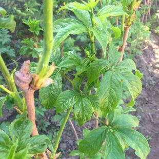 贵州省野生刺五加皮刺拐棒一百针老虎潦中草药材新鲜下单包邮