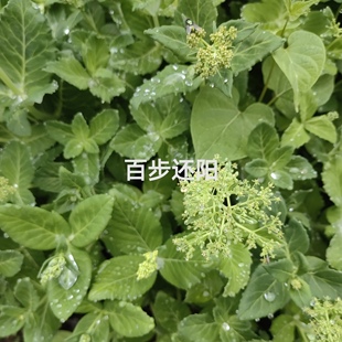 八百棒三百棒百步还阳胡豆七活血三七蝴蝶景天石头菜大打不死种苗