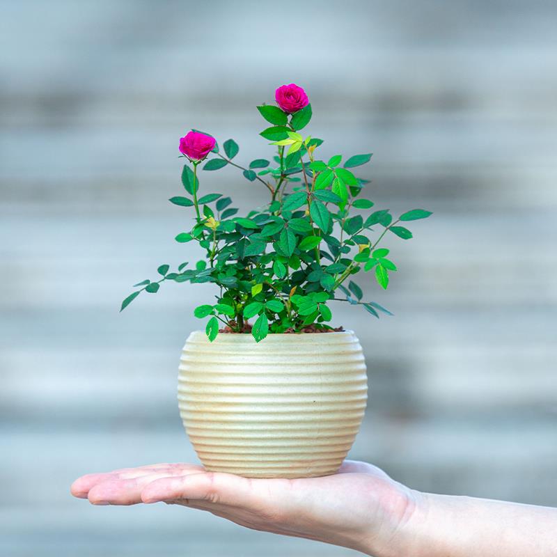 姬月季迷你小盆栽小苗室内阳台飘窗户盆景四季开花绿植花卉姬乙女