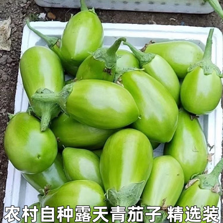 新鲜大绿茄子青茄子新鲜蔬菜绿皮茄子 青皮茄子 圆茄子 非紫茄子
