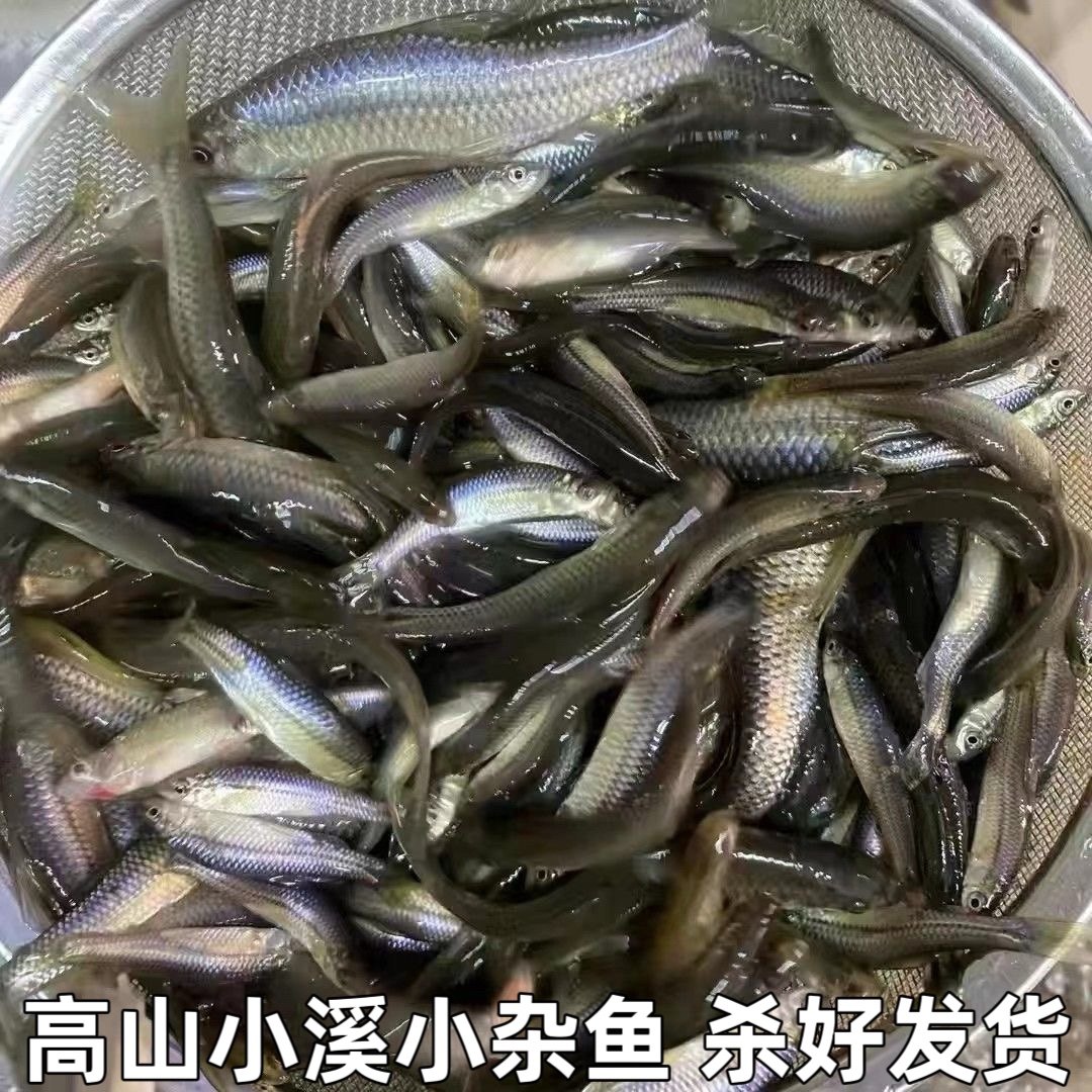 湖北宜昌小杂鱼小鱼小麻鱼麦穗鱼现杀新鲜小鱼淡水鱼水产包邮