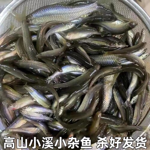 湖北宜昌小杂鱼小鱼小麻鱼麦穗鱼现杀新鲜小鱼淡水鱼水产包邮