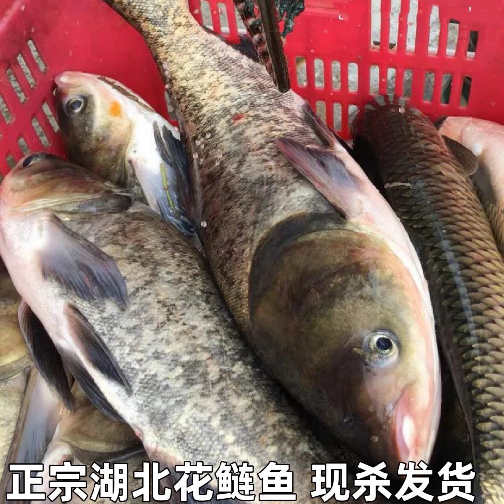 湖北宜昌大鱼头花鲢鱼头鳙鱼鱼头新鲜胖头鱼头足斤足两现杀发货包
