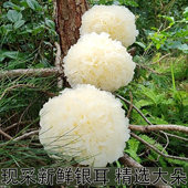 新鲜银耳 鲜活耳鲜白木耳鲜银耳糯雪耳银耳莲子羹非软糯胶多干货