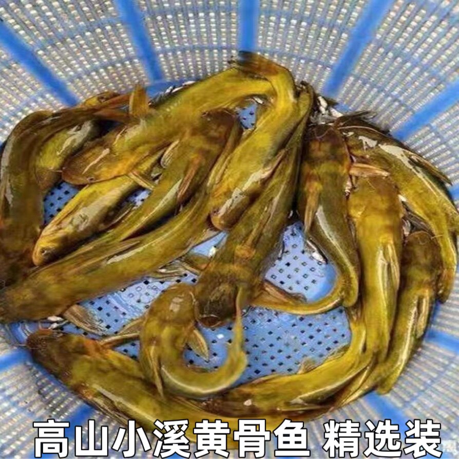 高山黄骨鱼黄骨头鱼黄角丁黄鸭叫黄沙古黄辣丁现杀发货包邮