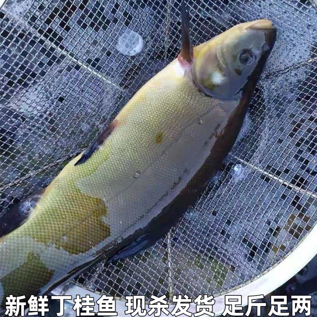 丁桂鱼新鲜丁鱥丁贵鱼丁岁鱼须桂鱼丁穗鱼金鲑鱼丁鲑鱼丁鱼岁现杀