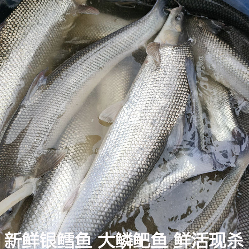 银鳕鱼淡水大鳞鲃鱼银雪鱼锥首大头亮鲃鱼鲜活现杀包邮
