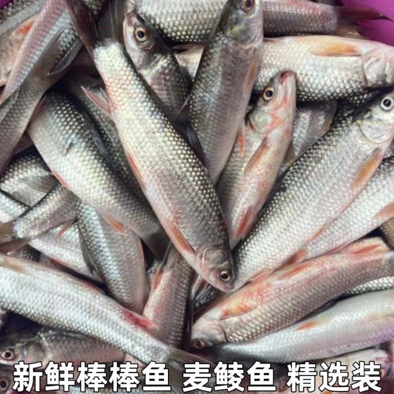棒棒鱼 麦鲮鱼 鲮鱼 雪鲮 鲮公 花鲮 土鲮鱼 棍棍鱼新鲜水产包邮