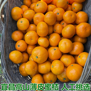 薄皮无籽甜橘子窑湾蜜桔宜昌黑虎山国庆一号现摘新鲜当季整箱大果