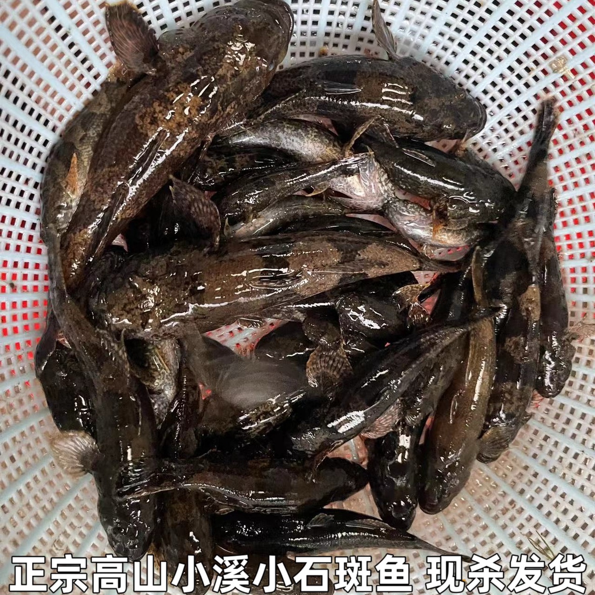 湖北宜昌新鲜小石斑鱼淡水鱼石斑鱼小麻鱼现杀现发现杀包邮