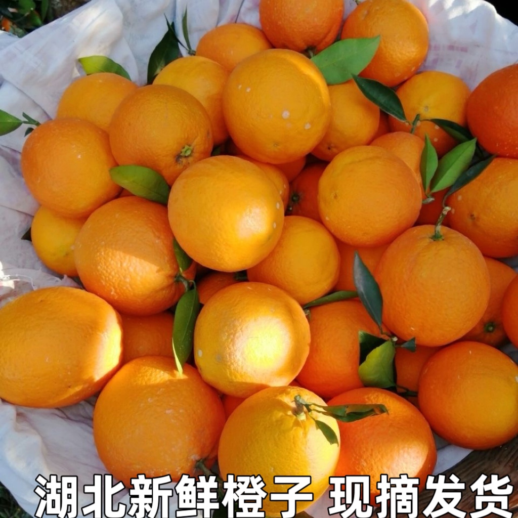 湖北秭归橙子新鲜水果超甜大整箱手剥橙伦晚脐橙当季现摘包邮图片